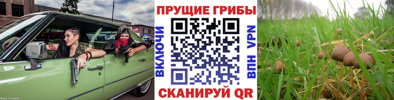 цены наркотик  Новокузнецк  Псилоцибиновые грибы MAGIC MUSHROOMS 